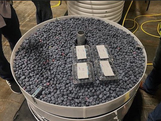 blueberries in a ripelocker storage container