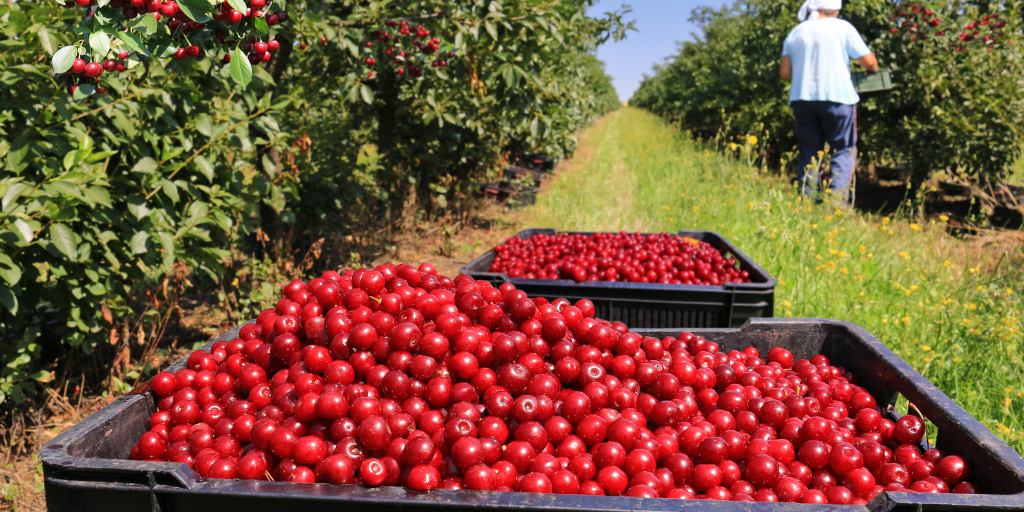 Bins of Apples