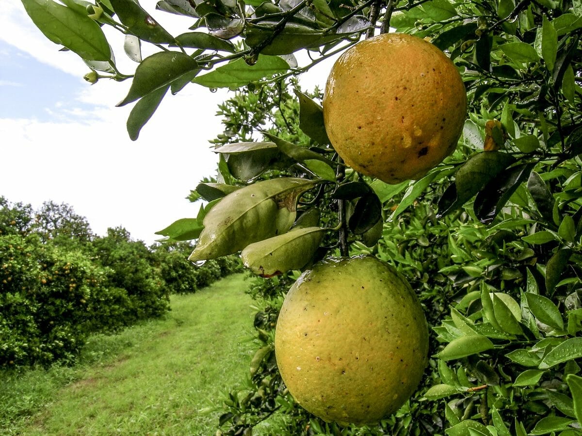 Citrus_greening_disease3.jpg