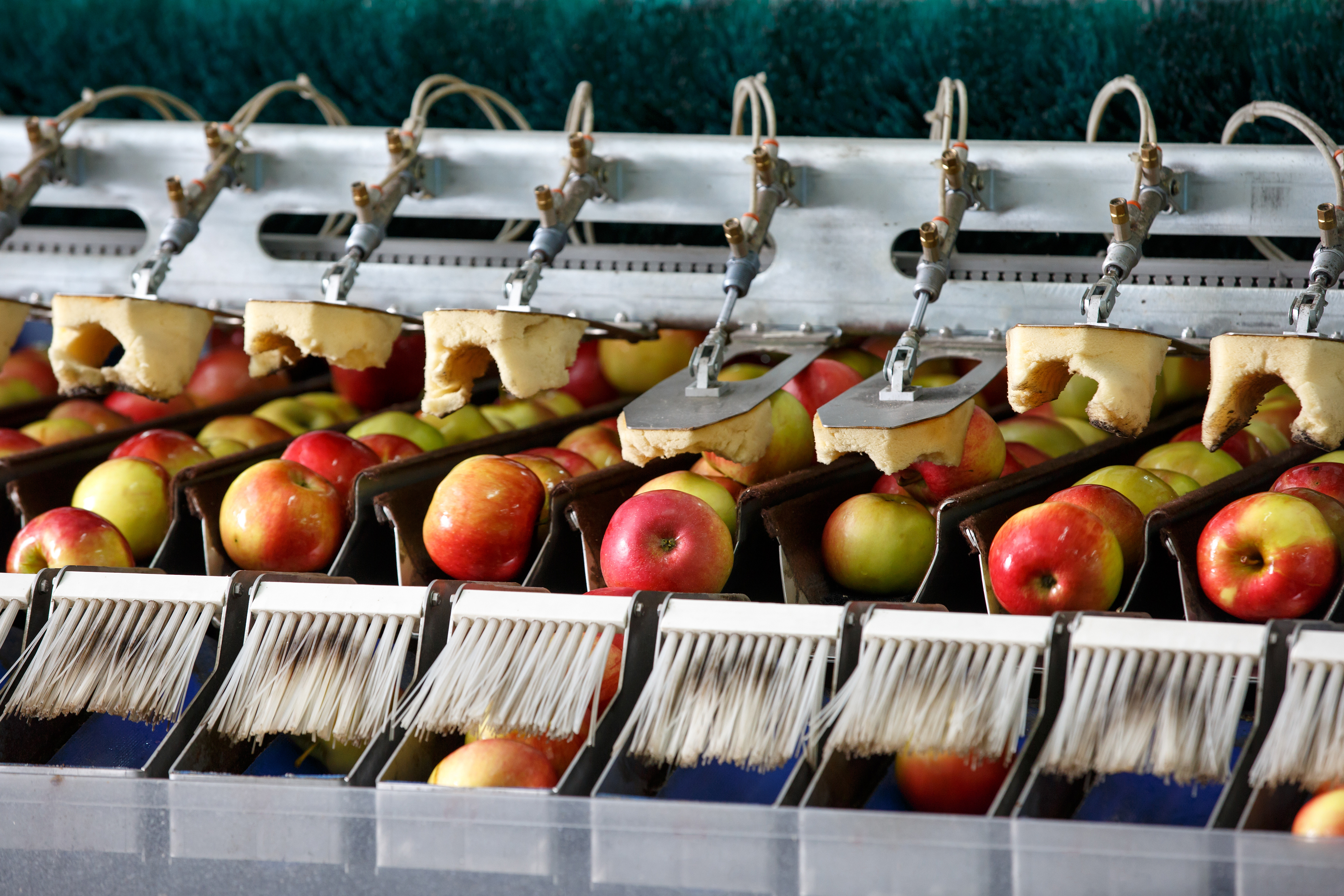 Polishing apples