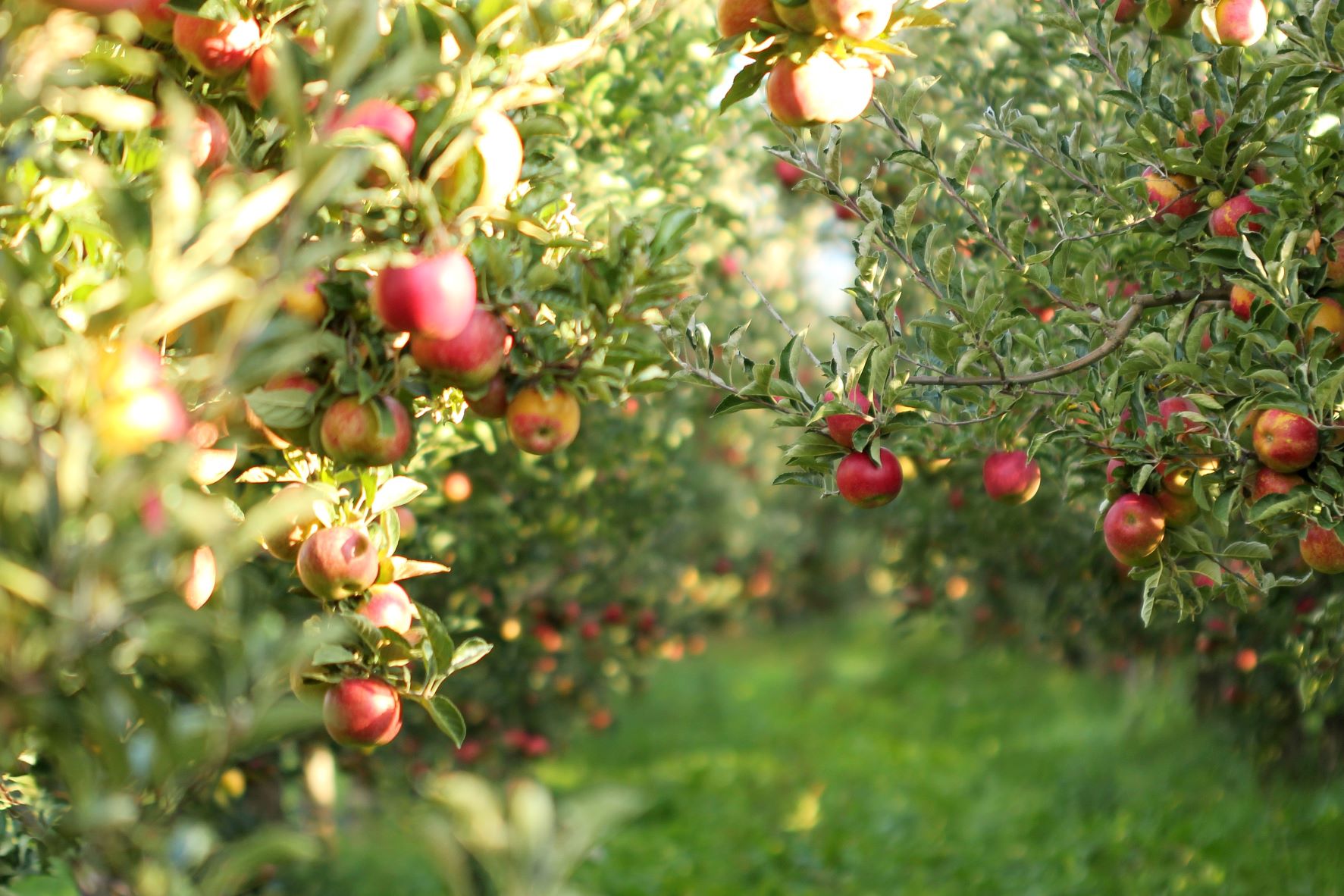 apples in tree