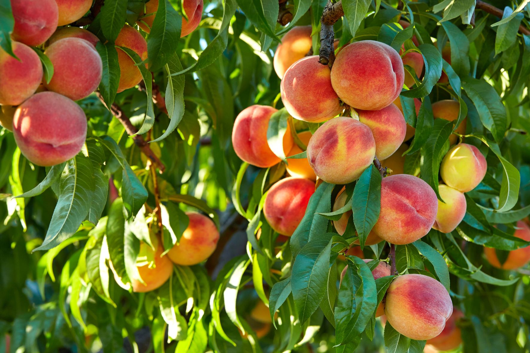 Peaches in trees