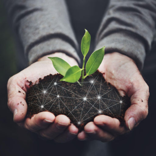 A pair of hands hold out a pile of dark soil, leaves appear to be growing out of the pile