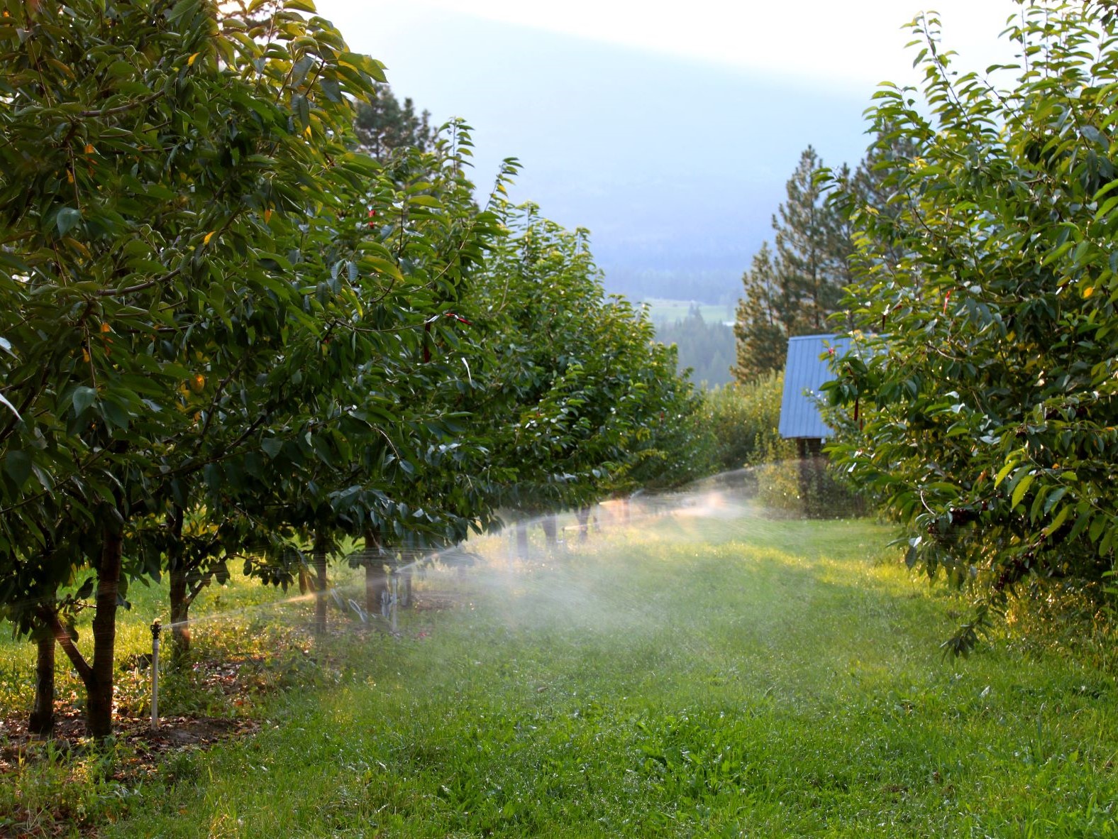 Irrigating an orchard