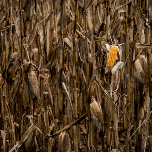 A single cob of bright yellow corn stands out against the dead plants, it is winter and all the corn has dried to a grey brown.