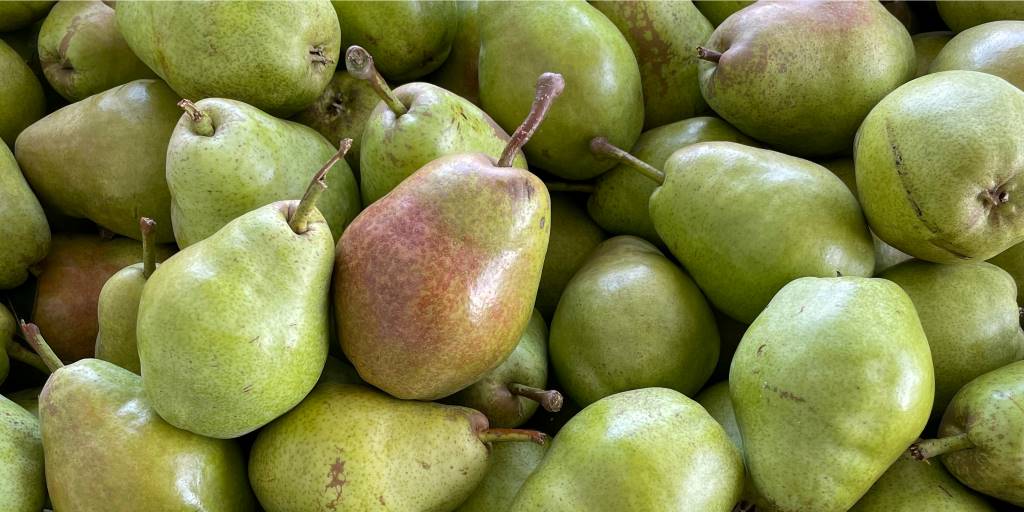 Green pears are stacked in a harvest container