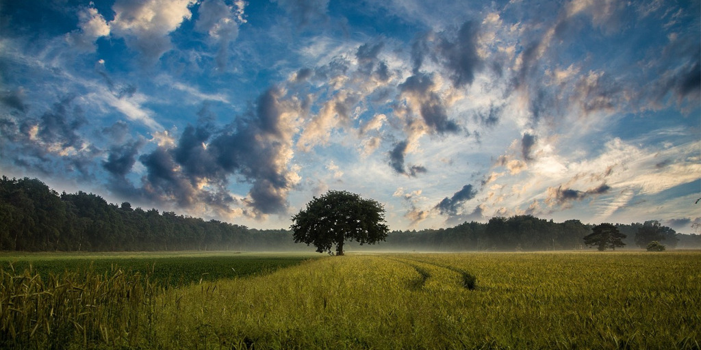 A wide shot of a corn field, a tree stands in the middle under a blue sky filled with bright clouds