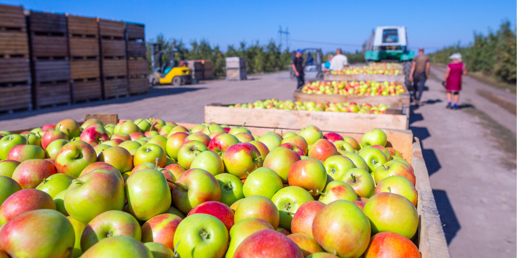 apples in bin