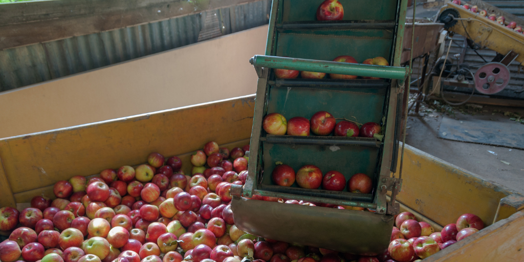 apples falling down a harvest conveyor chute into a sample bin