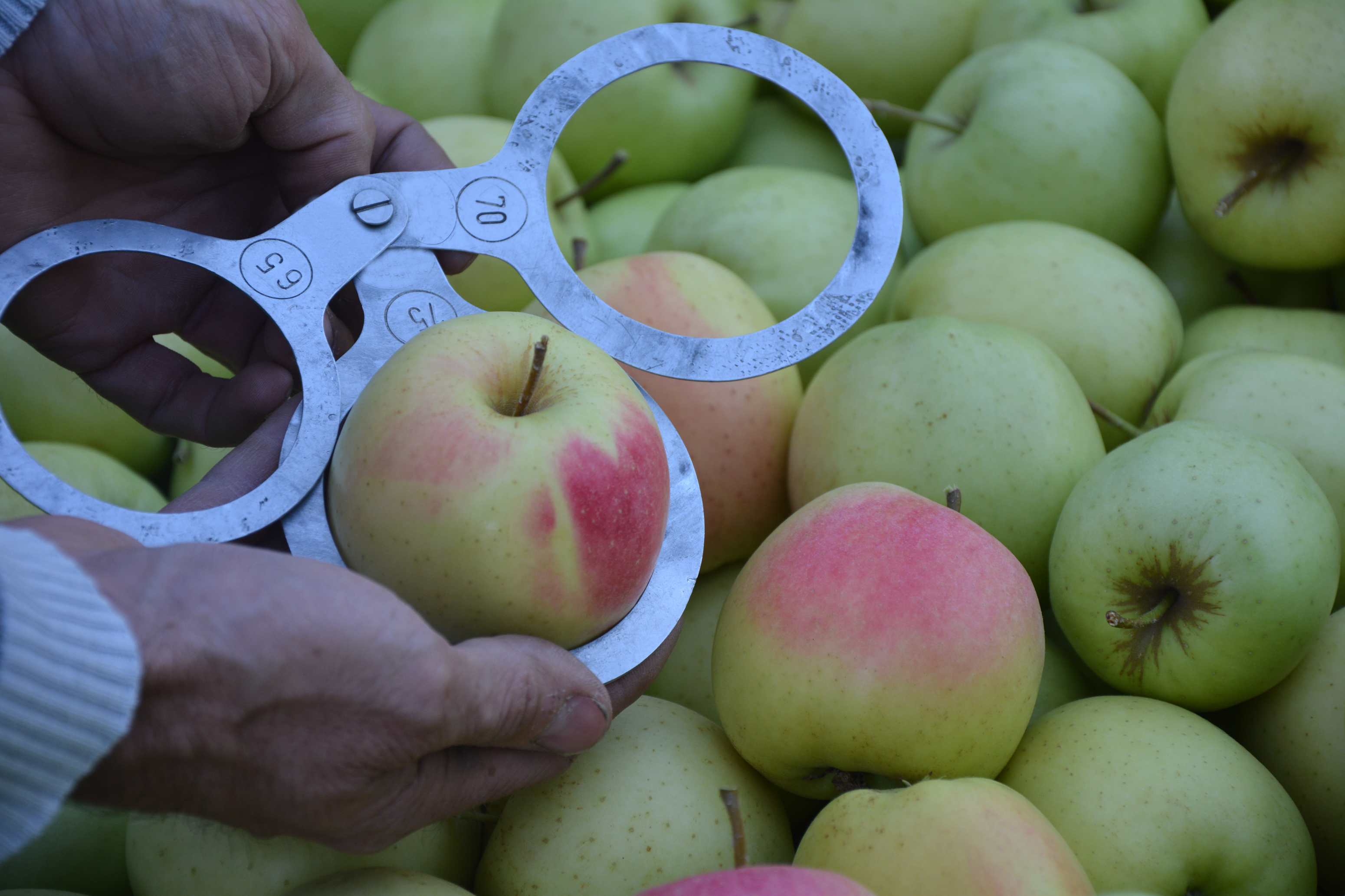 Fruit ring sizer