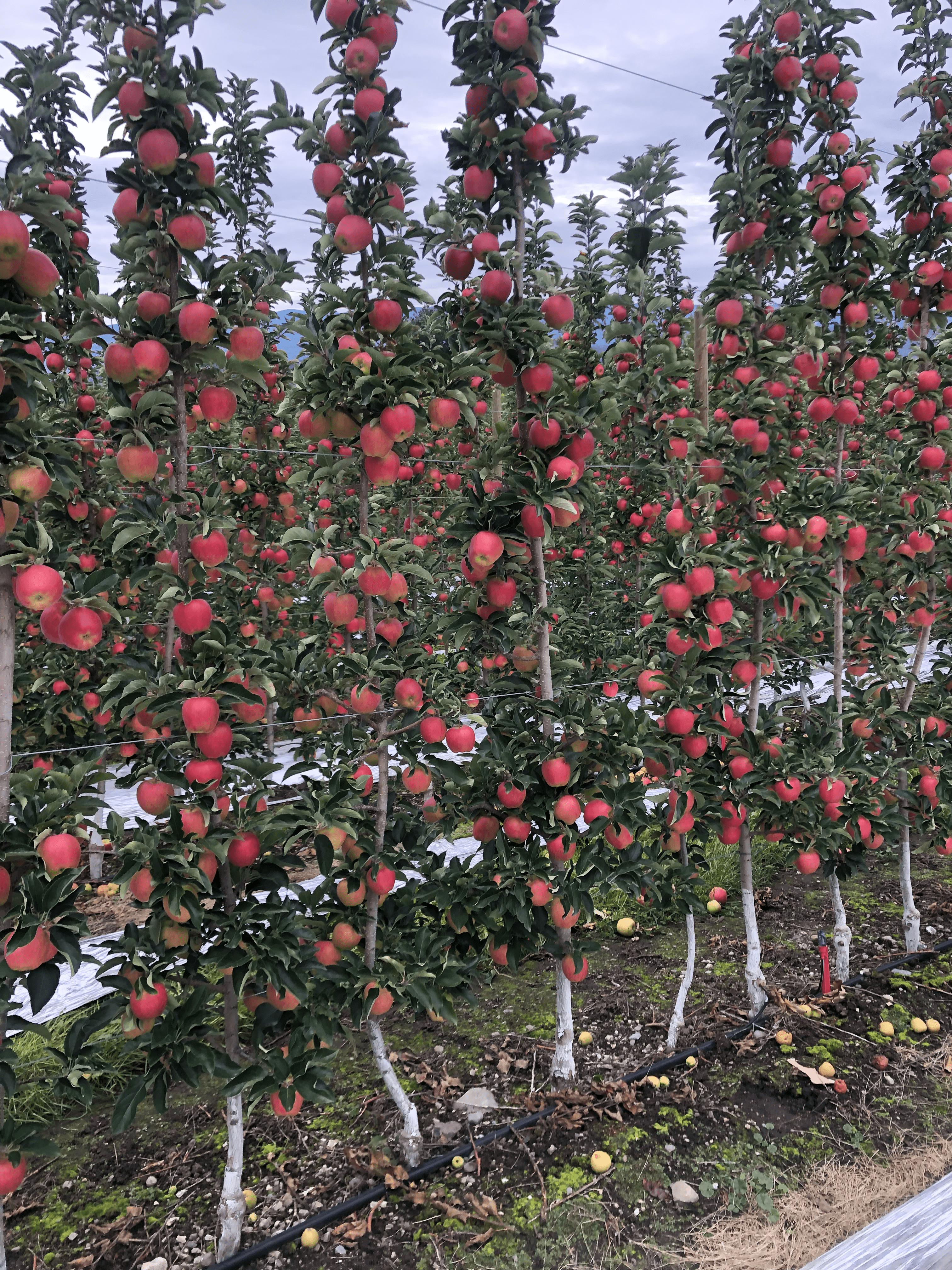 Viewing Orchards of Apples