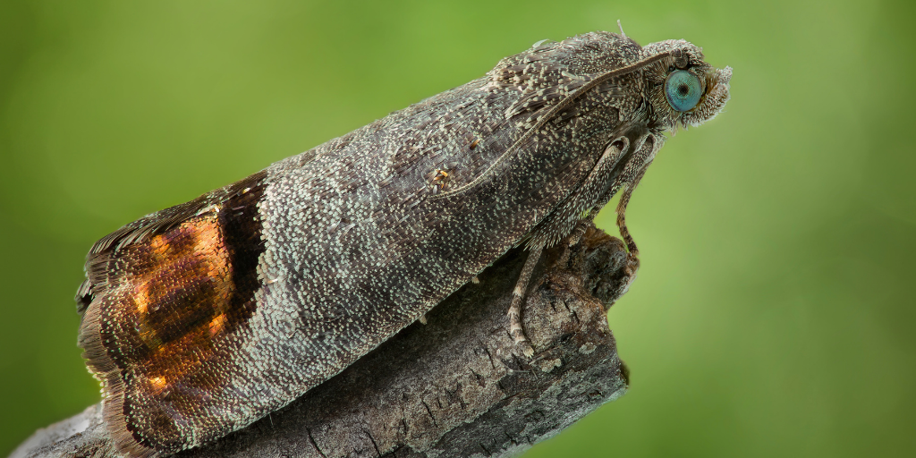 codling moth close up