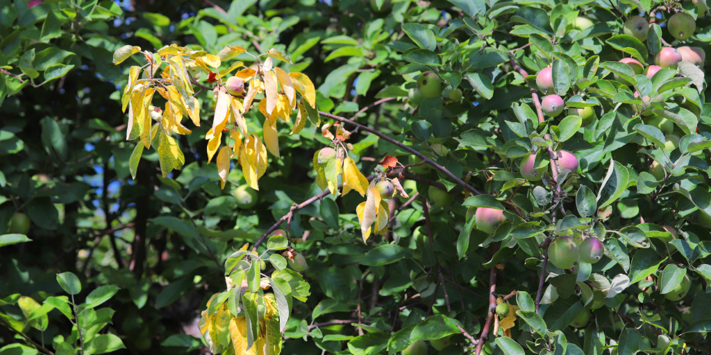 damaged branches from fire blight bacterium