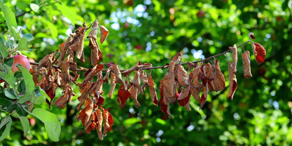 damaged branches from fire blight bacterium