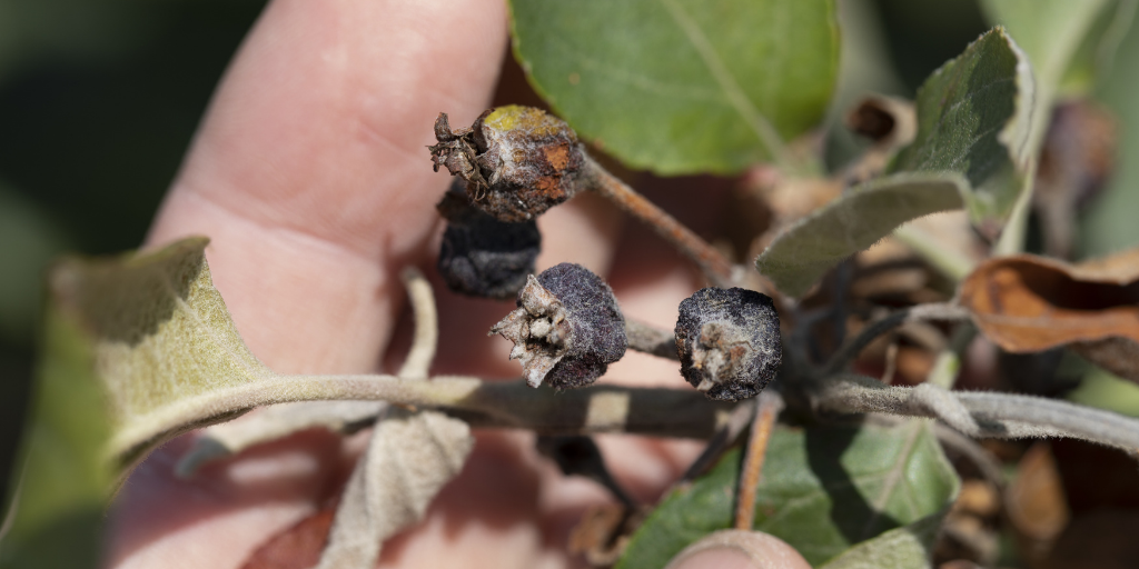 damaged branches from fire blight bacterium