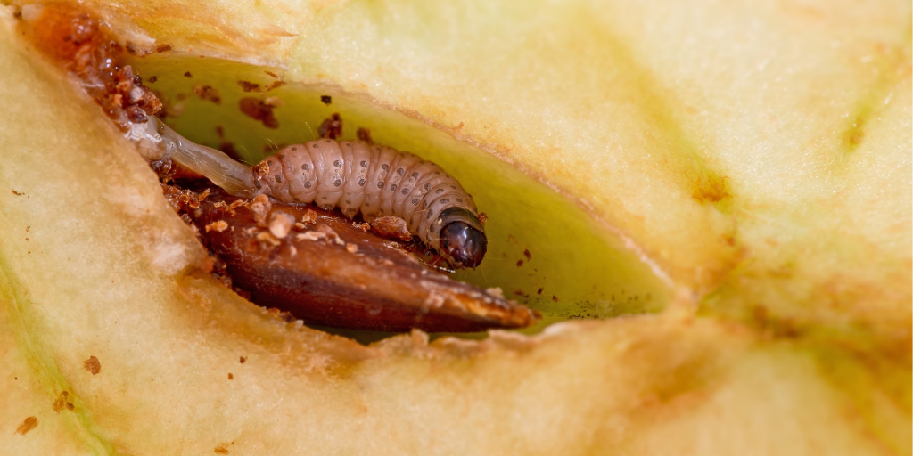 moth larvae that has tunneled into fruit flesh
