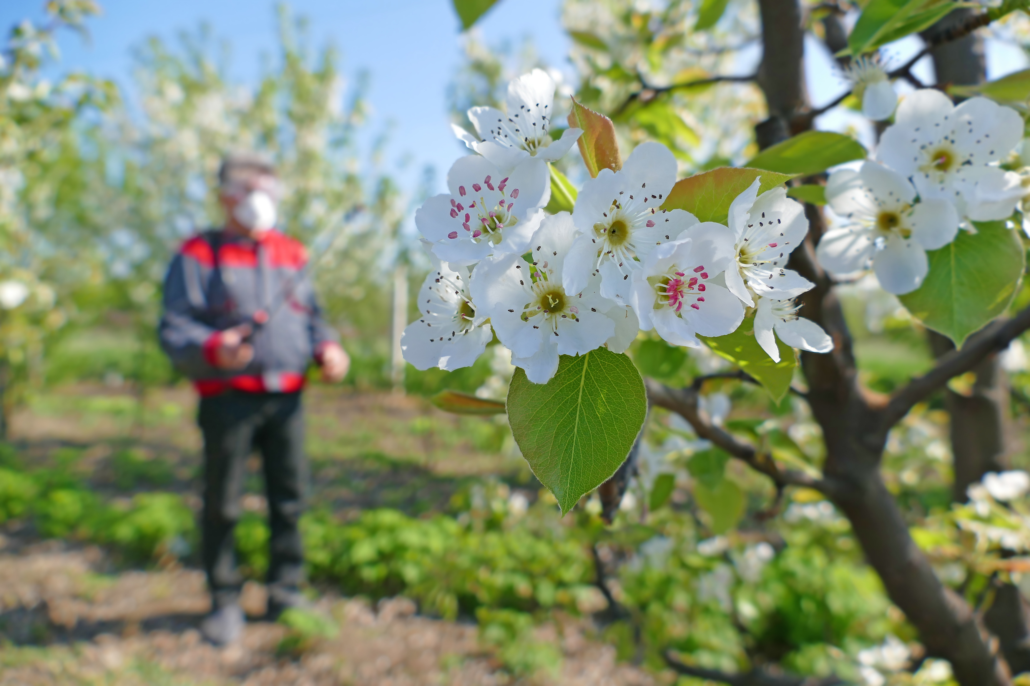 spray application in apple orchard