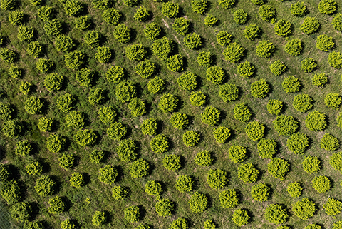 Aerial view of field