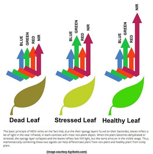 drone leaf health camera infographic