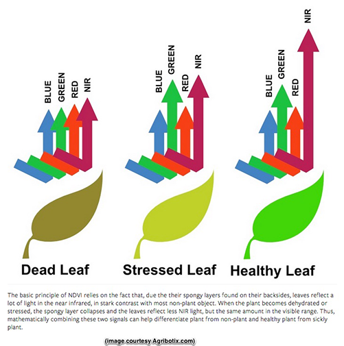 infographic ng camera ng kalusugan ng drone leaf