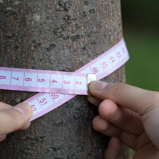 Shows a person measuring a trunk