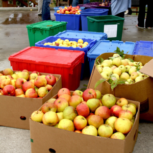 Apple crates