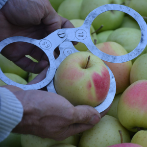 Apple ring sizer