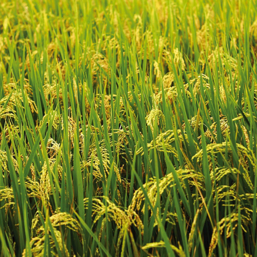 Green rice plants growing