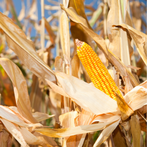 A maize crop 