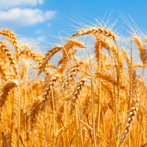 Wheat grows against a blue sky background 