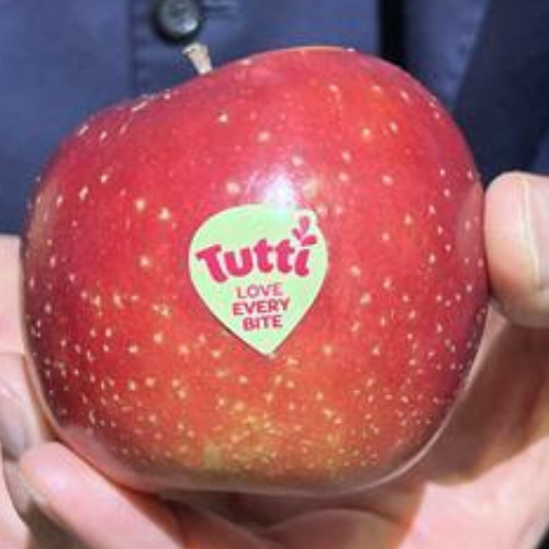 A tutti apple with a sticker that reads 'love every bite'