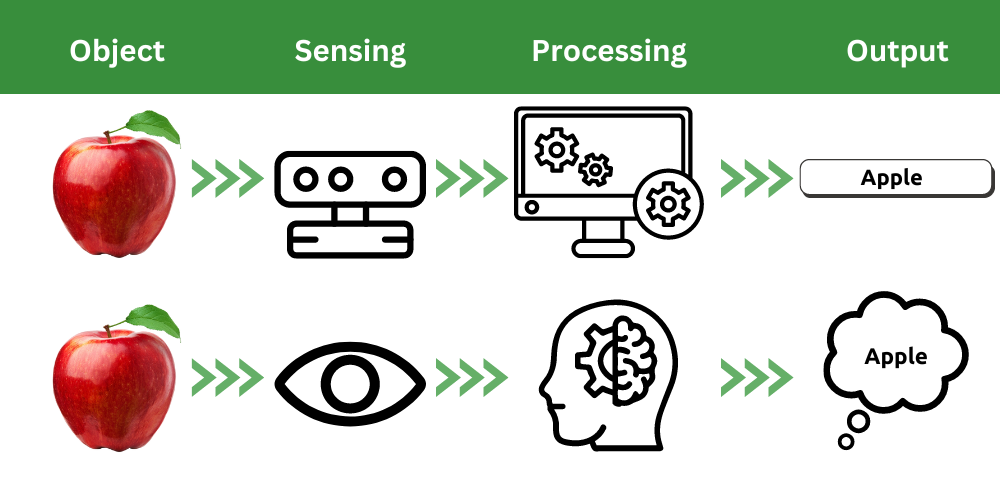 A diagram shows a comparison of the steps of human and computer vision as they are often illustrated in tech magazines. The human eye and brain are shown as analogous to the camera sensor and processor of a computer vision system.