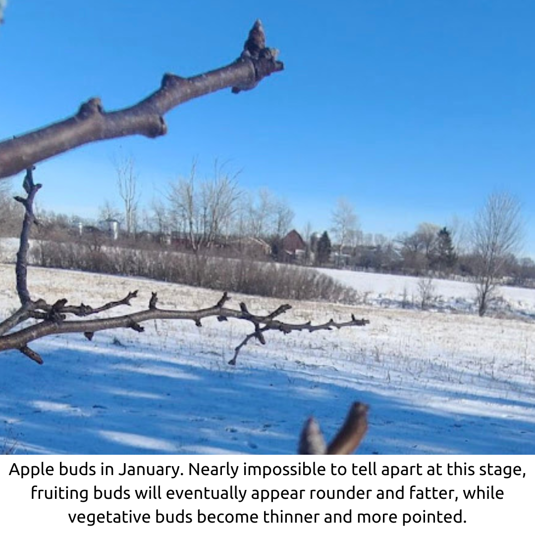 Tiny buds on an apple tree in January