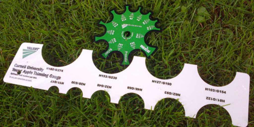 The valent/cornell young apple thinning gauge is a large ruler with semi-circular notches for measuring trunk circumference.
