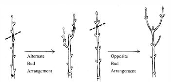 Two types of pruning cuts are illustrated, showing different ways of shaping a branch to create room for growing buds