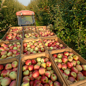 appleBins