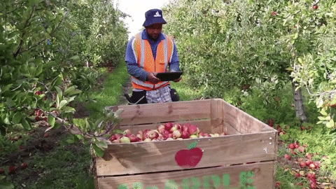 HQV scanning on a bin of apples in an orchard using an ipad