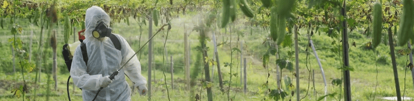 Shows a person spraying in the orchard