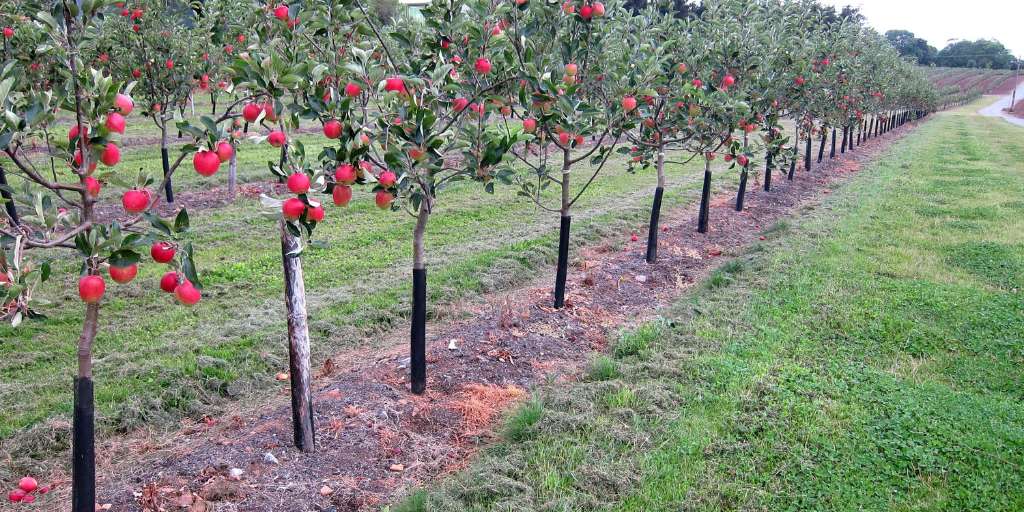A row of young apple trees