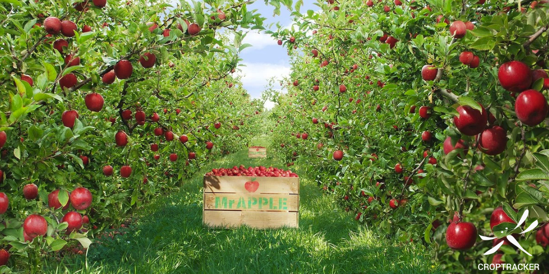 Mr Apple: A Croptracker Success Story