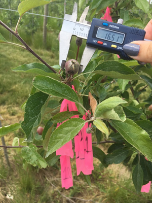 A pair of digital calipers measures a tiny apple, several fruitlets are marked with red tape