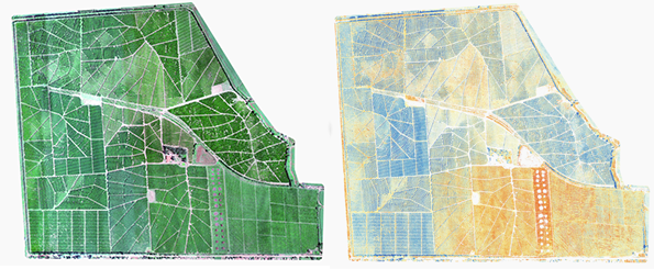 RGB vs Multispectral image from UAV