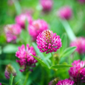 Red clover is a hardy perennial used in cover cropping that can be either mowed down or ploughed in to the soil