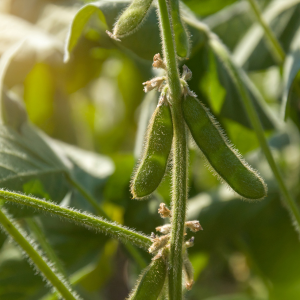 Soybeans are planted in a field to fix nitrogen in the soil for years to come