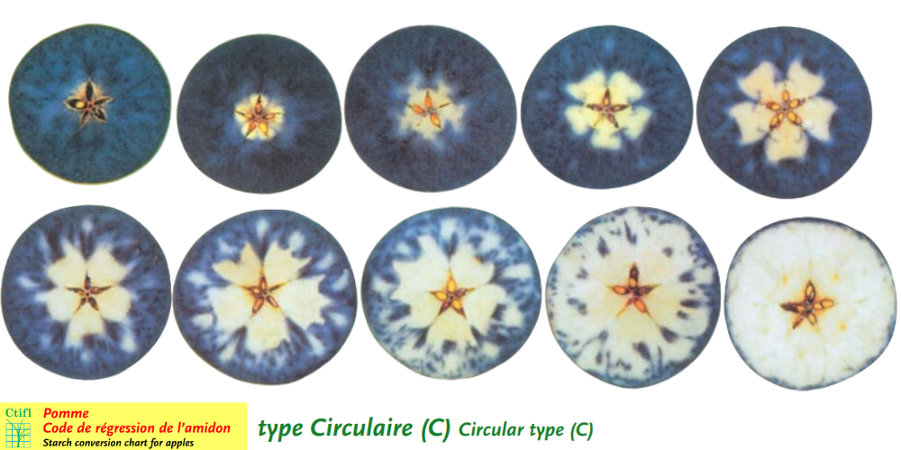 The circular pattern type CTIFL scale
