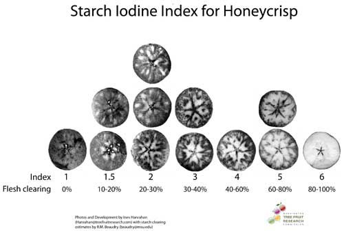 The honeycrisp apple has its own starch scale. 