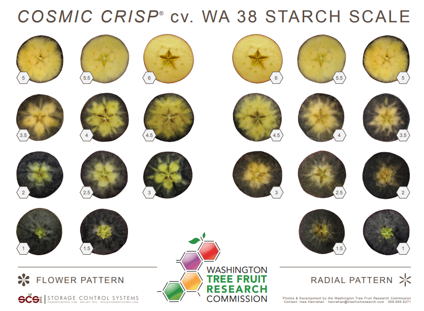 The WA38 starch scale. 