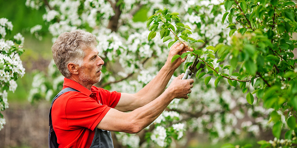 A gardener prunes an apple tree
