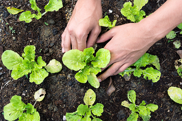 Planting
