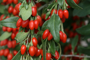 Goji berries grow on bush